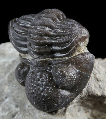 Rare, Eifel Geesops Trilobite - Germany #50606